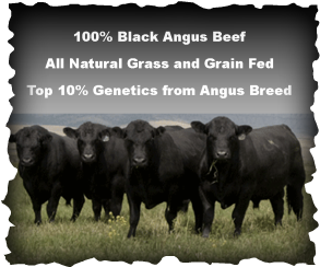 Texas Premium Beef Prime Black Angus Cattle